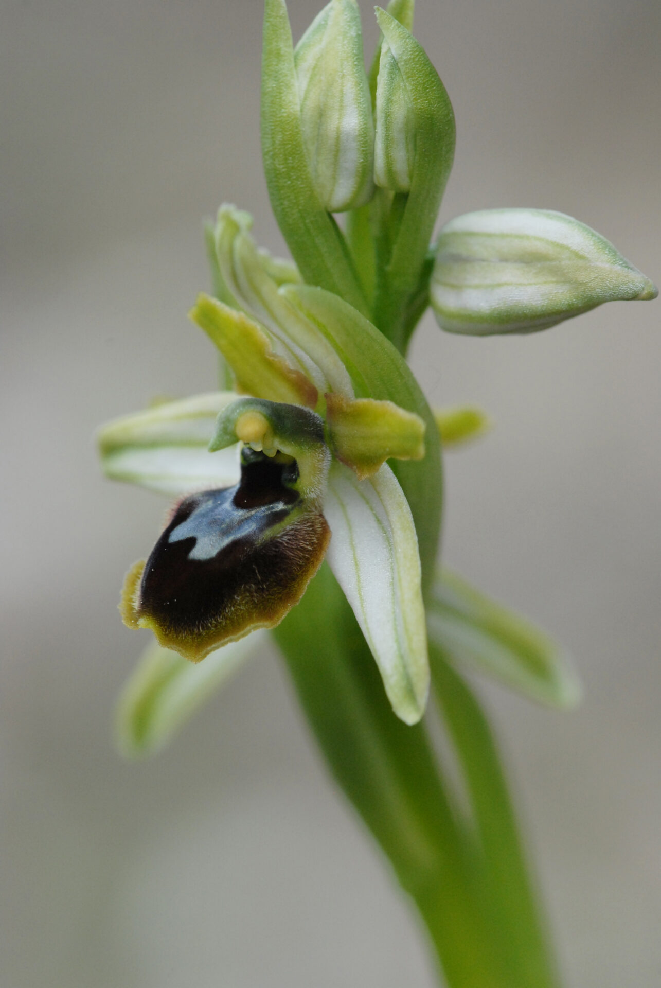 Ophrys araneola Vercors2021 BVDV4