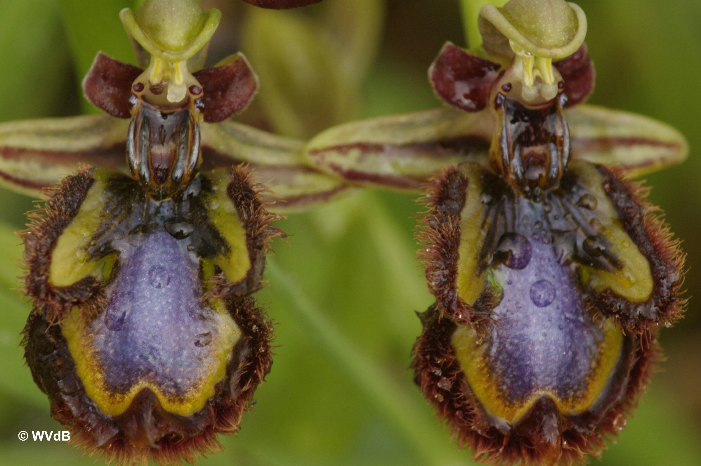 <i>Ophrys speculum</i>