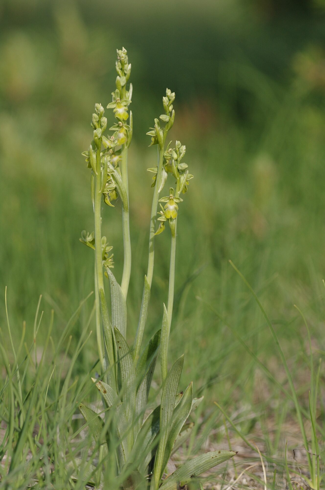 <i>Ophrys insectifera</i> var flavescens