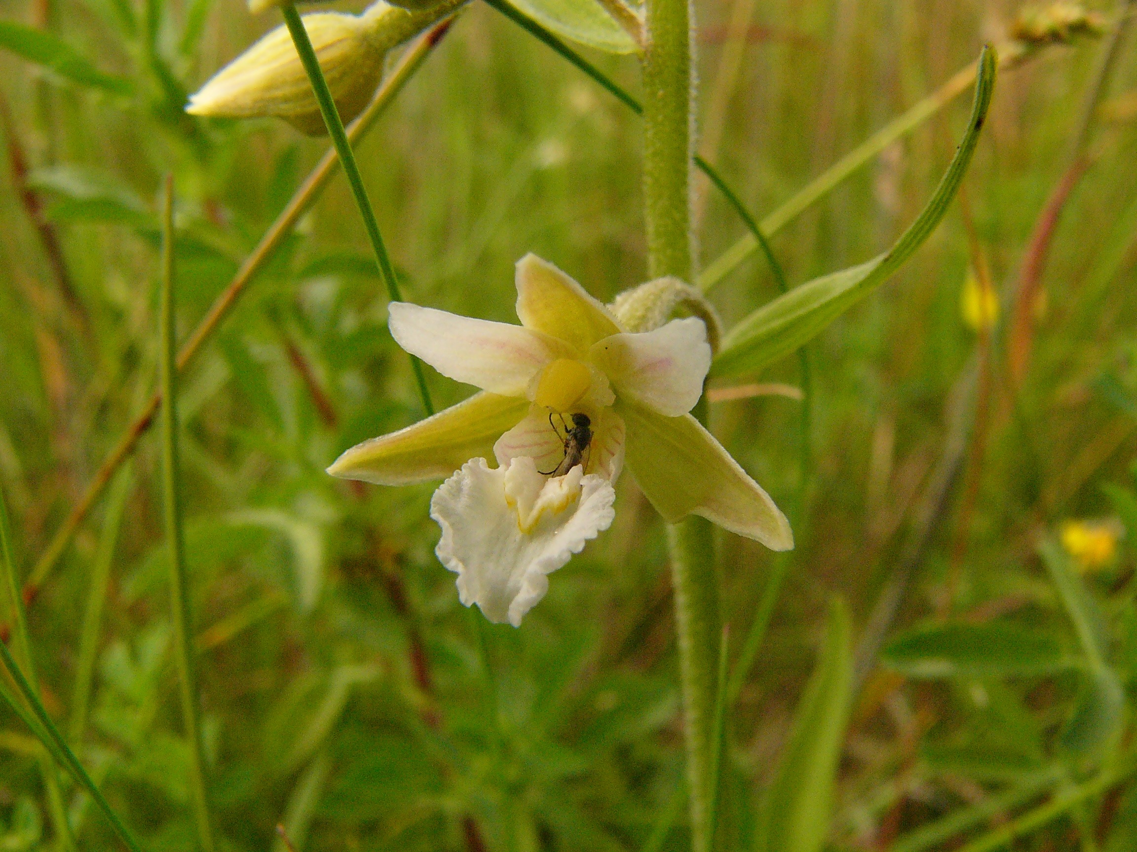 <i>Epipactis palustris alba</i>