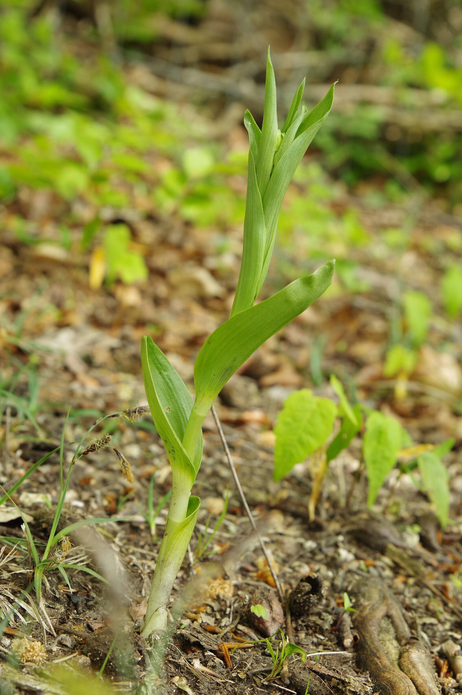 <i>Cephalanthera damasonium</i>