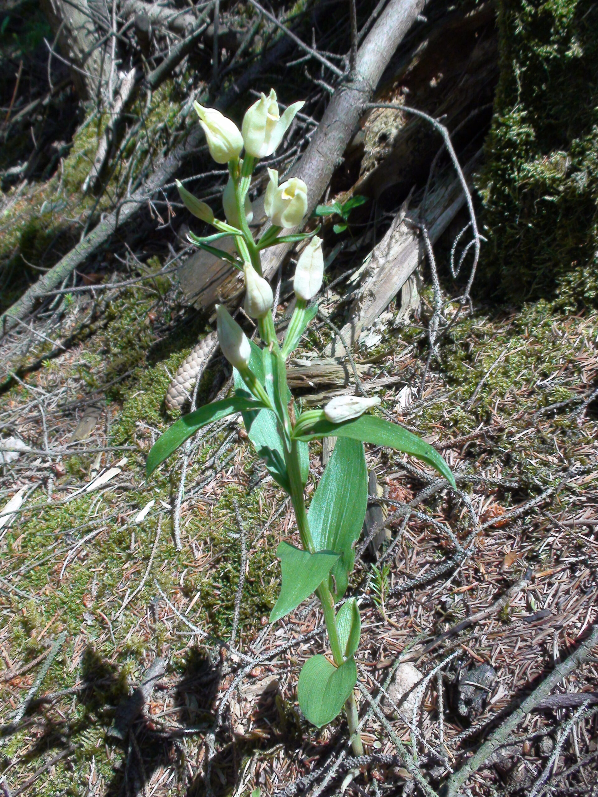 <i>Cephalanthera damasonium</i>