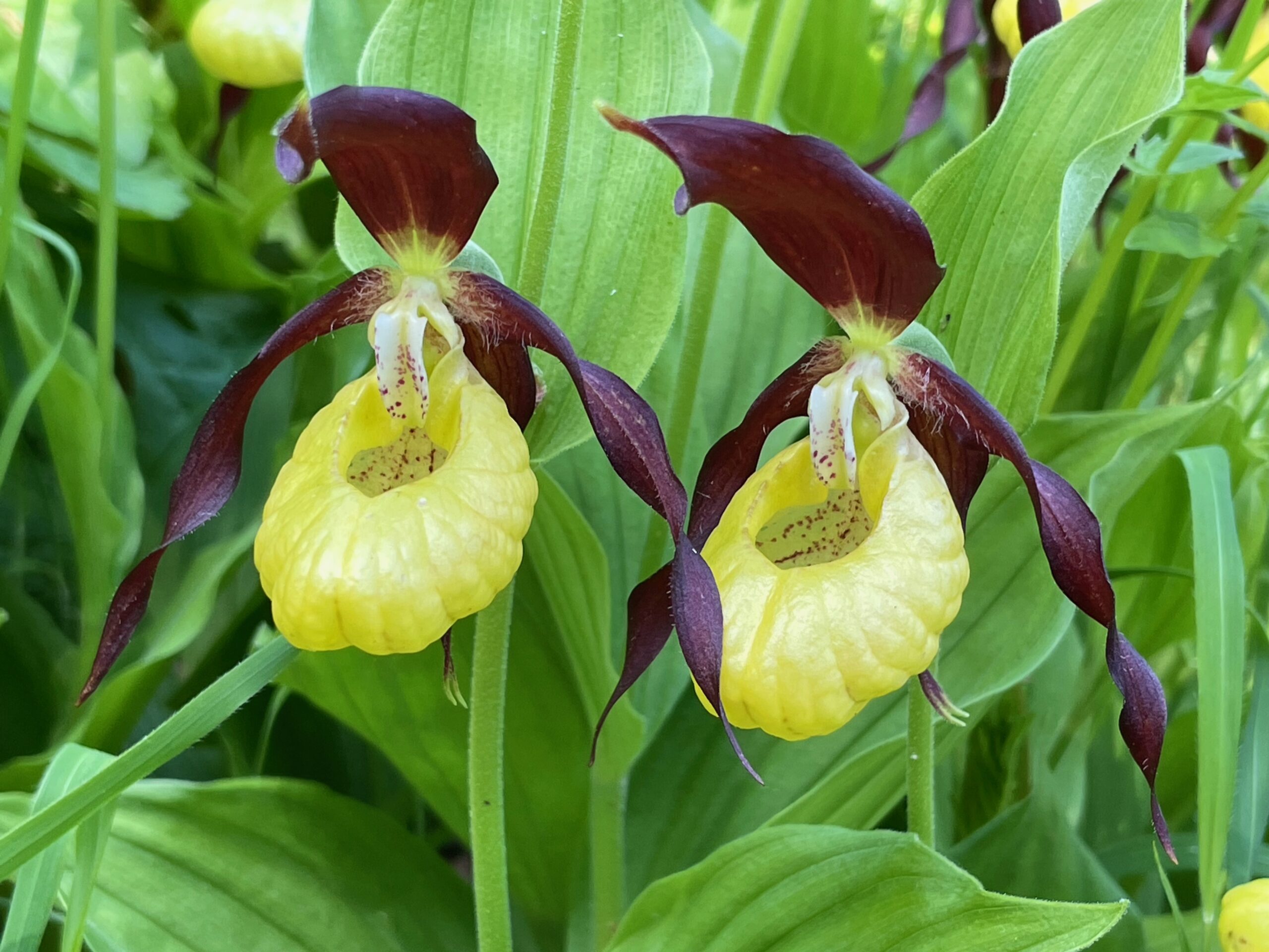 <i>Cypripedium calceolus</i>