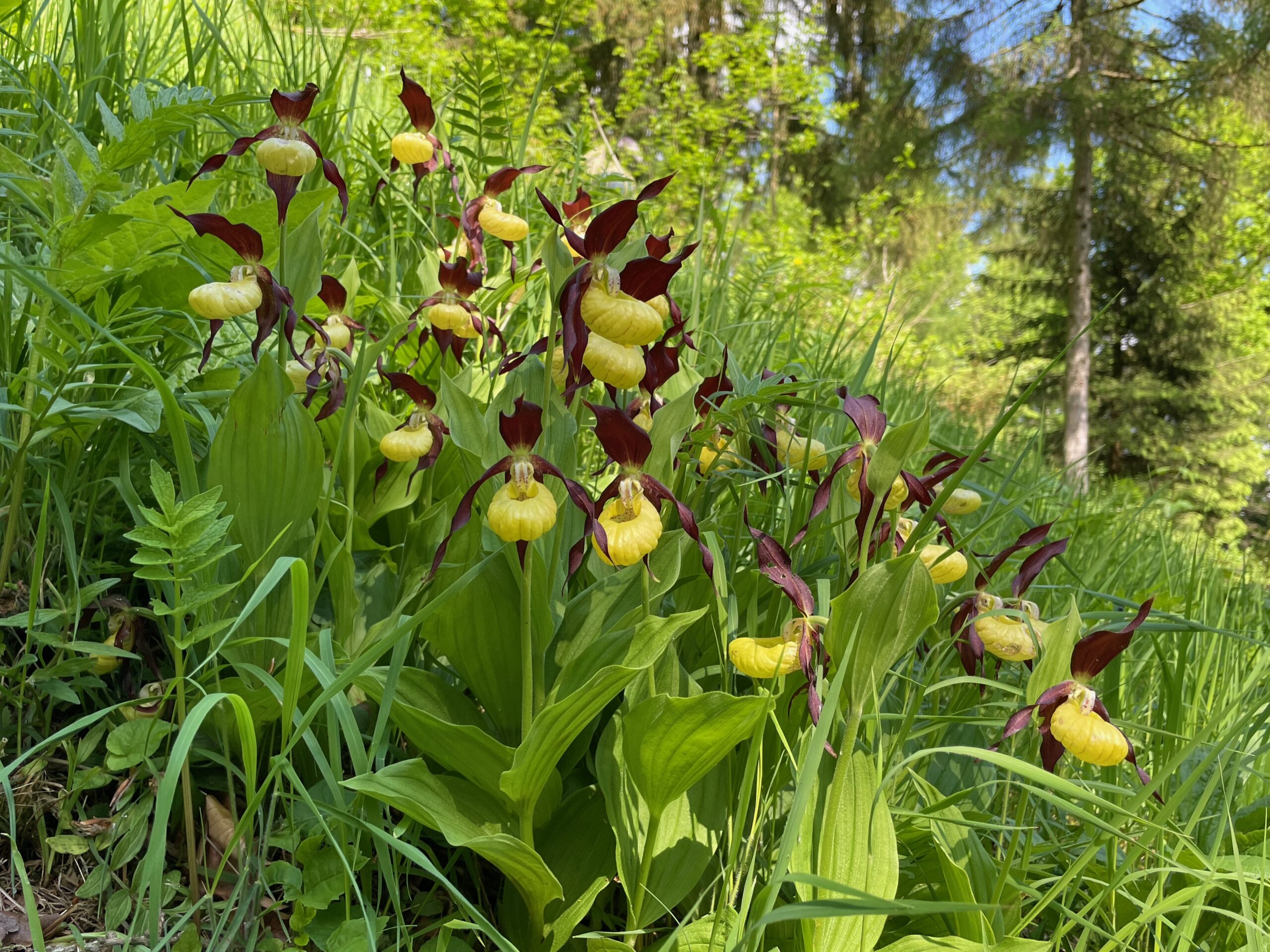 <i>Cypripedium calceolus</i>