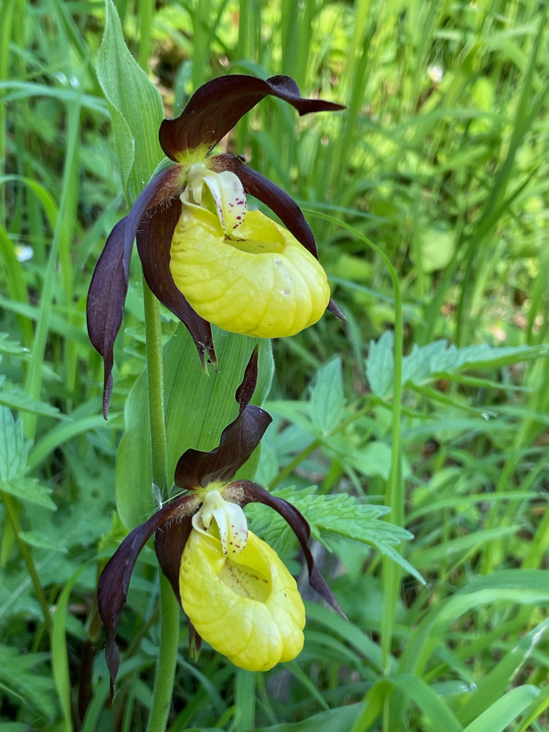 <i>Cypripedium calceolus</i>