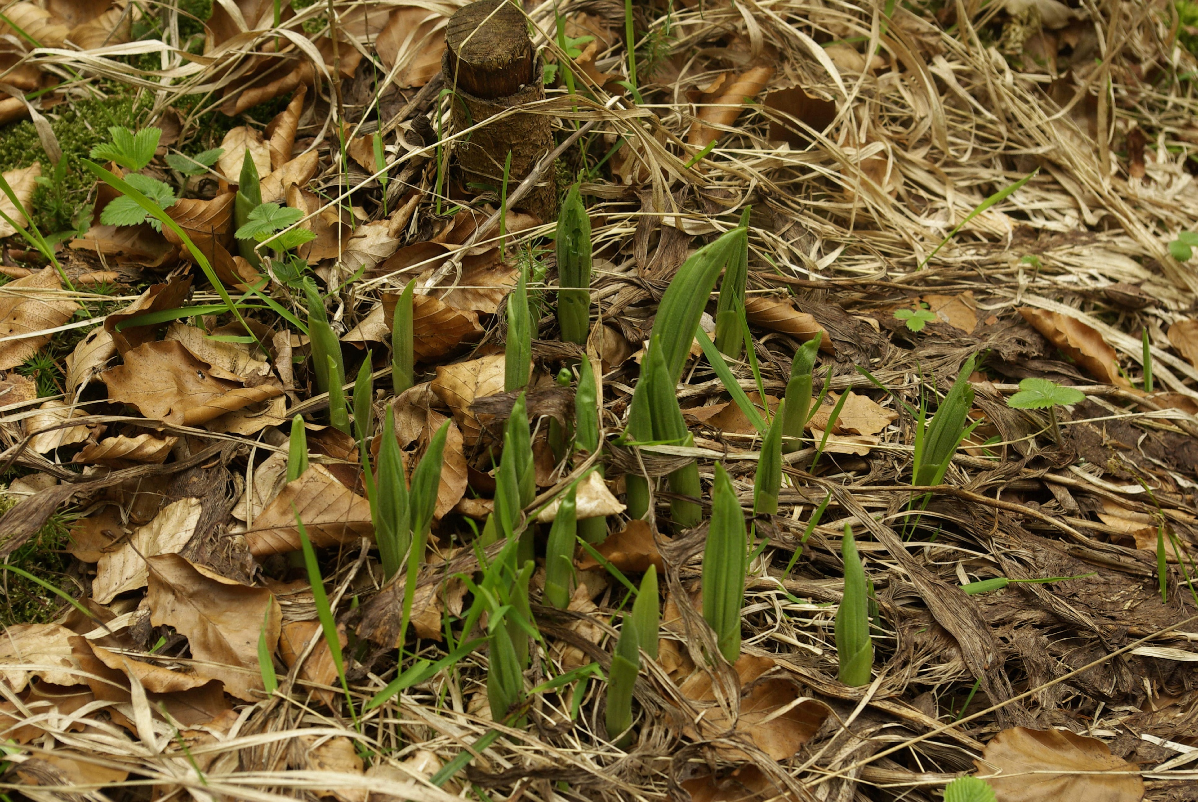 <i>Cypripedium calceolus</i>