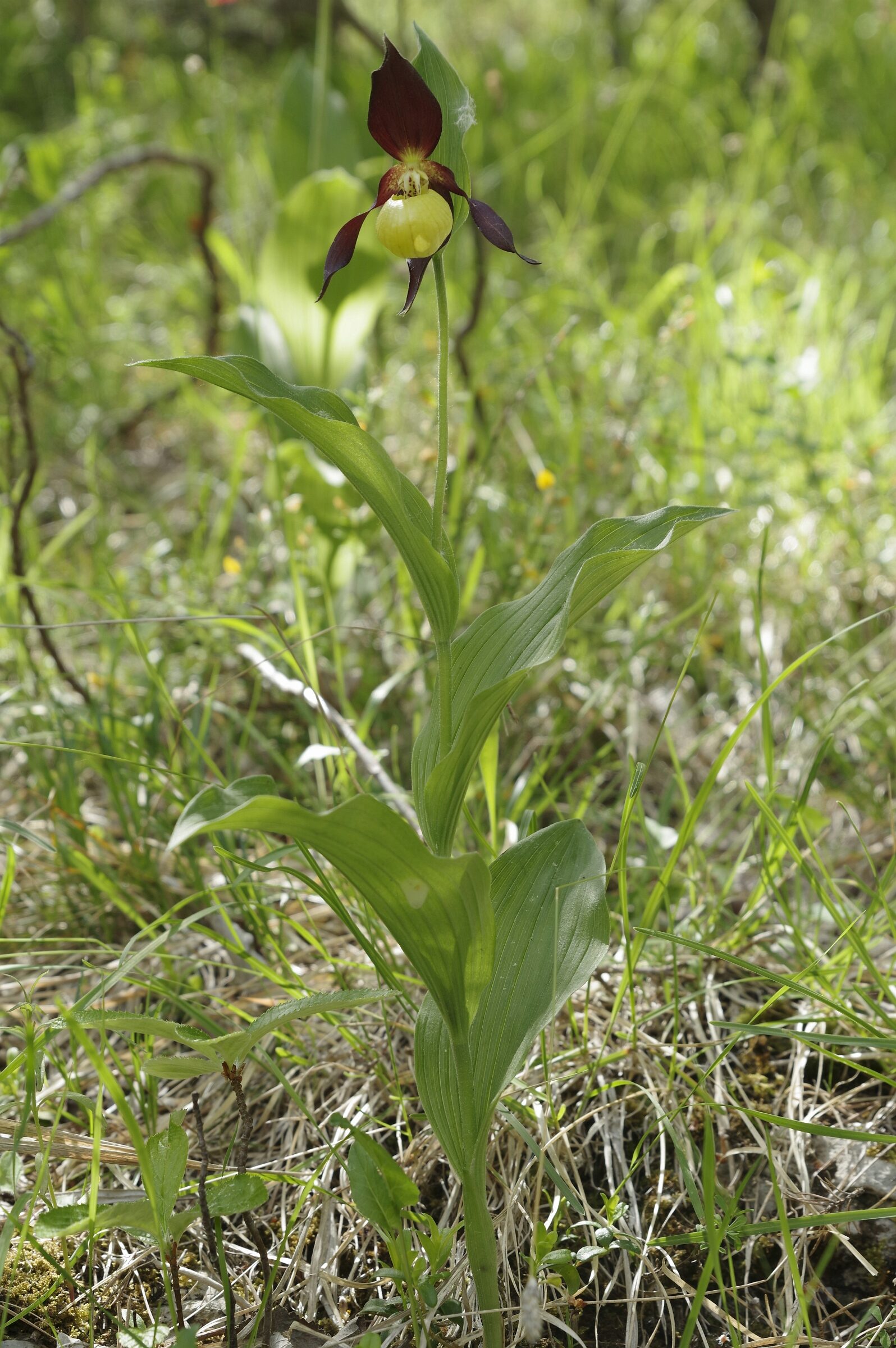 <i>Cypripedium calceolus</i>