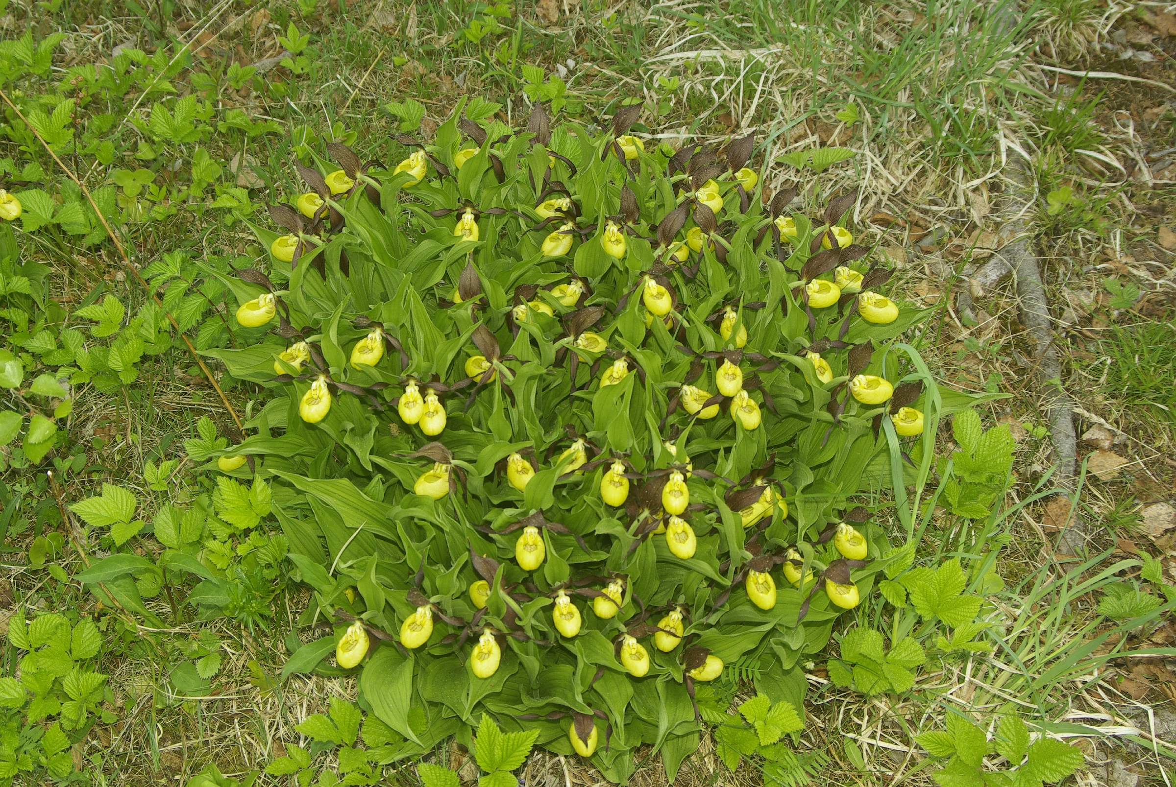 <i>Cypripedium calceolus</i>