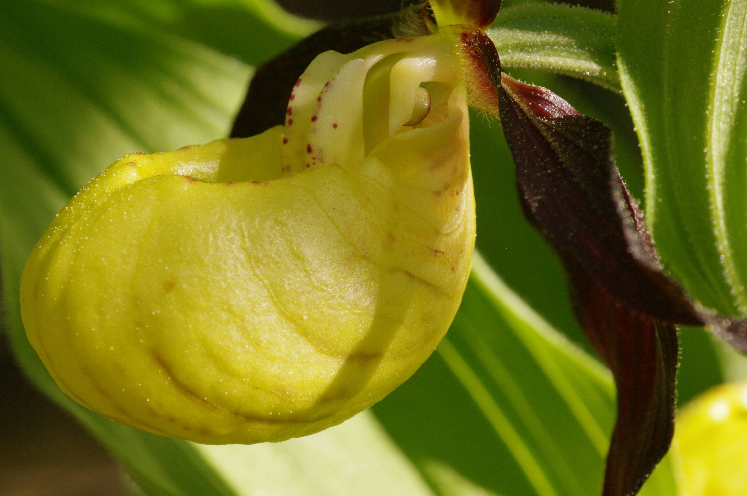 <i>Cypripedium calceolus</i>