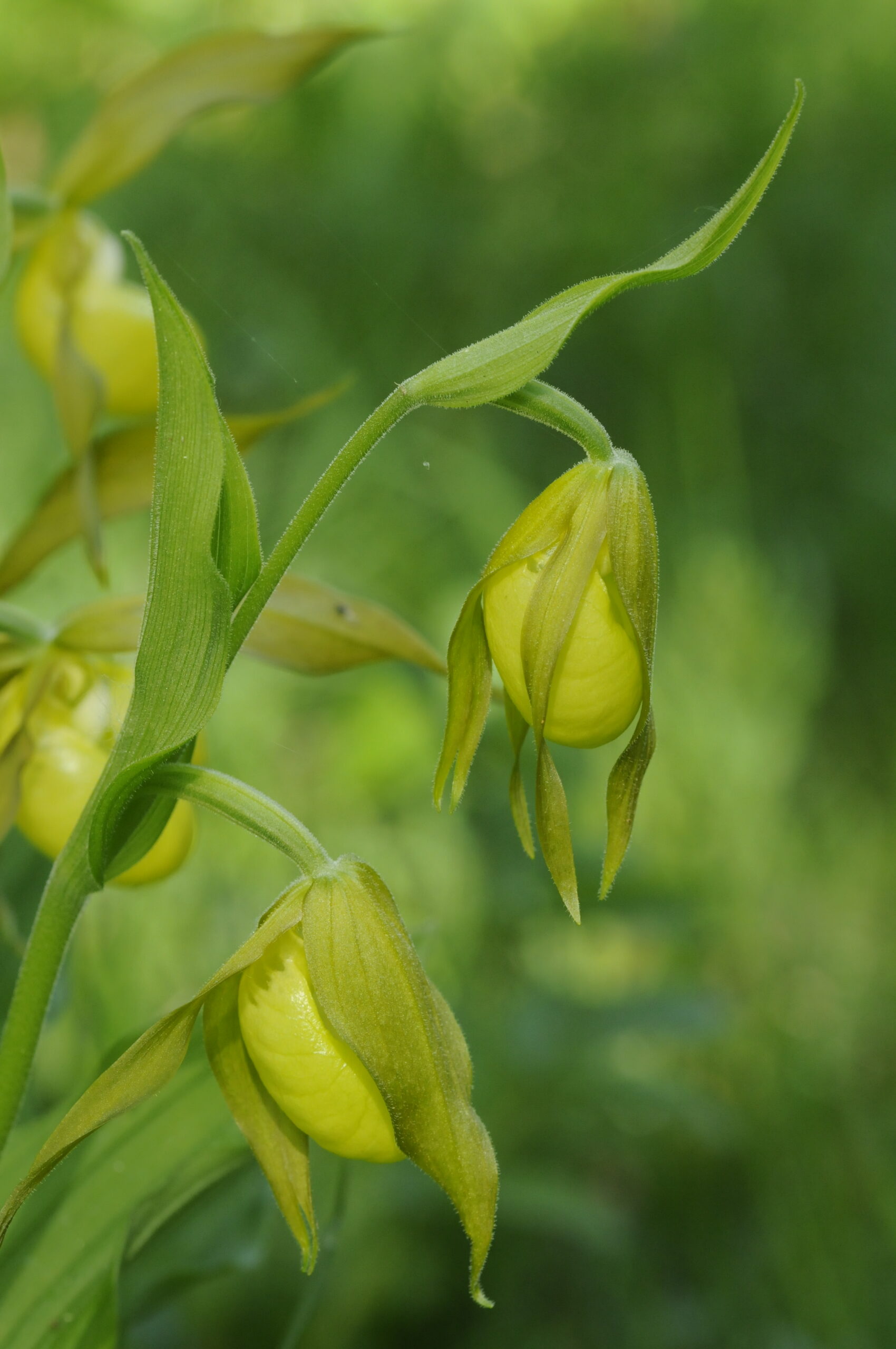 <i>Cypripedium calceolus</i>