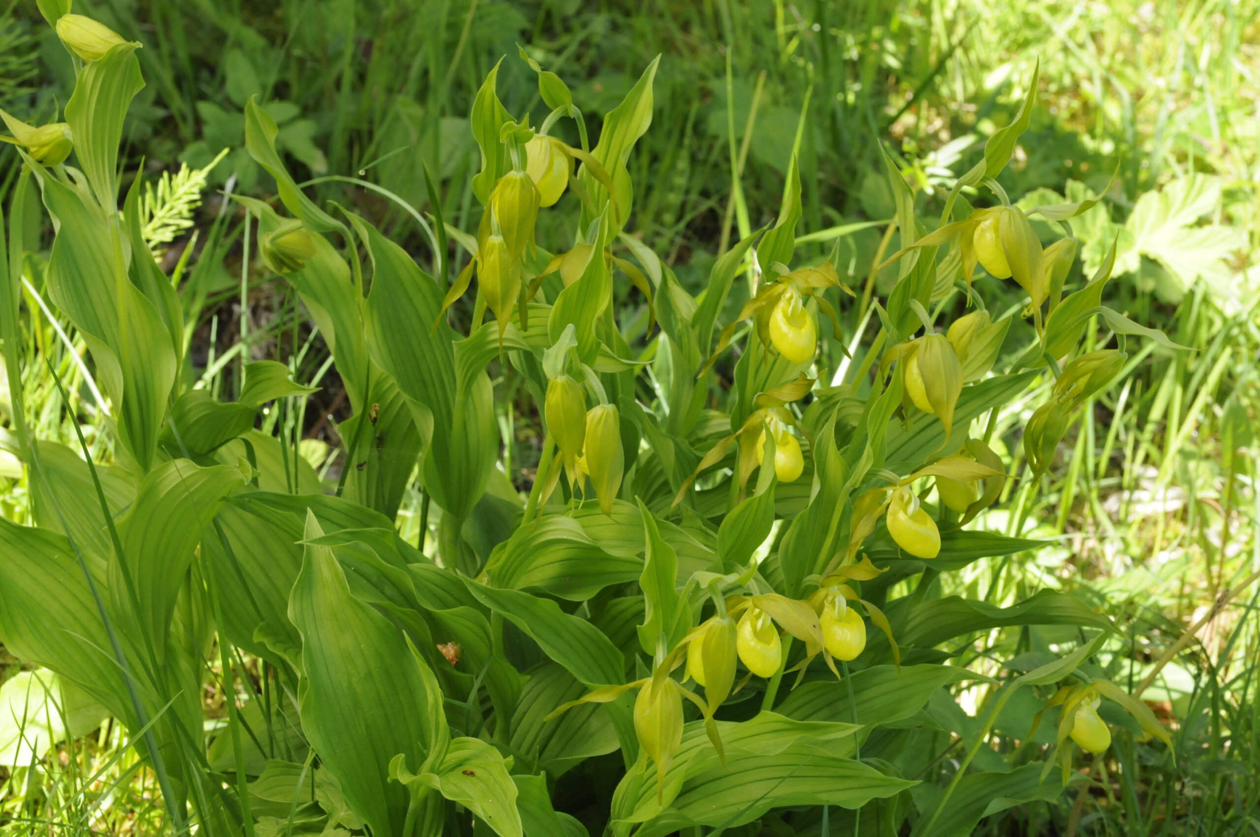 <i>Cypripedium calceolus</i>