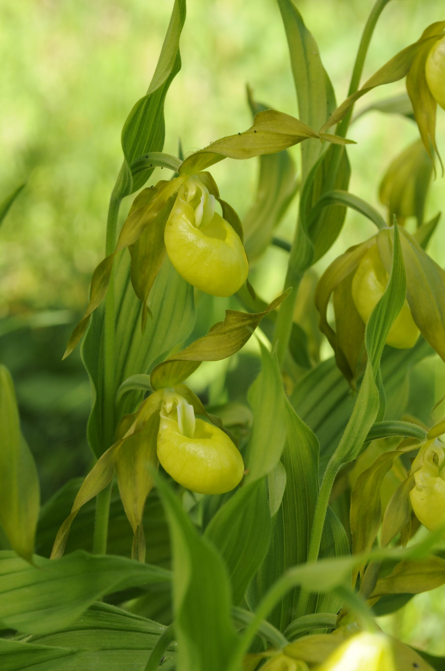 <i>Cypripedium calceolus</i>