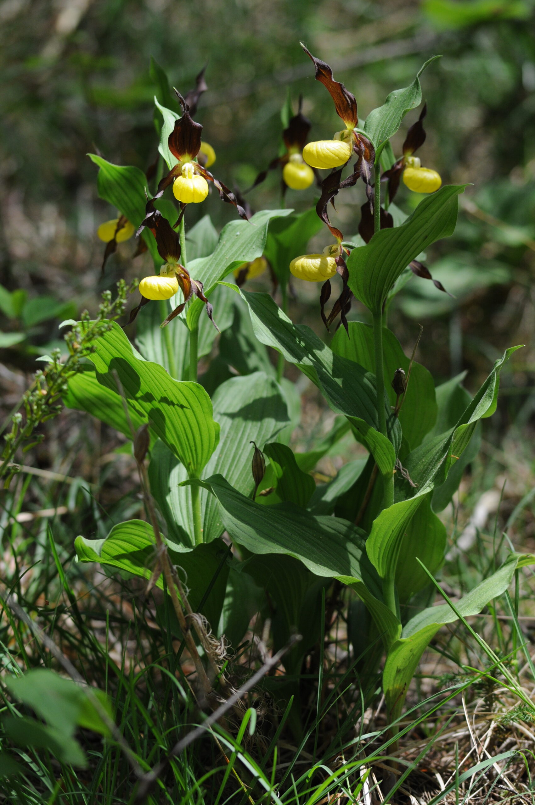 <i>Cypripedium calceolus</i>