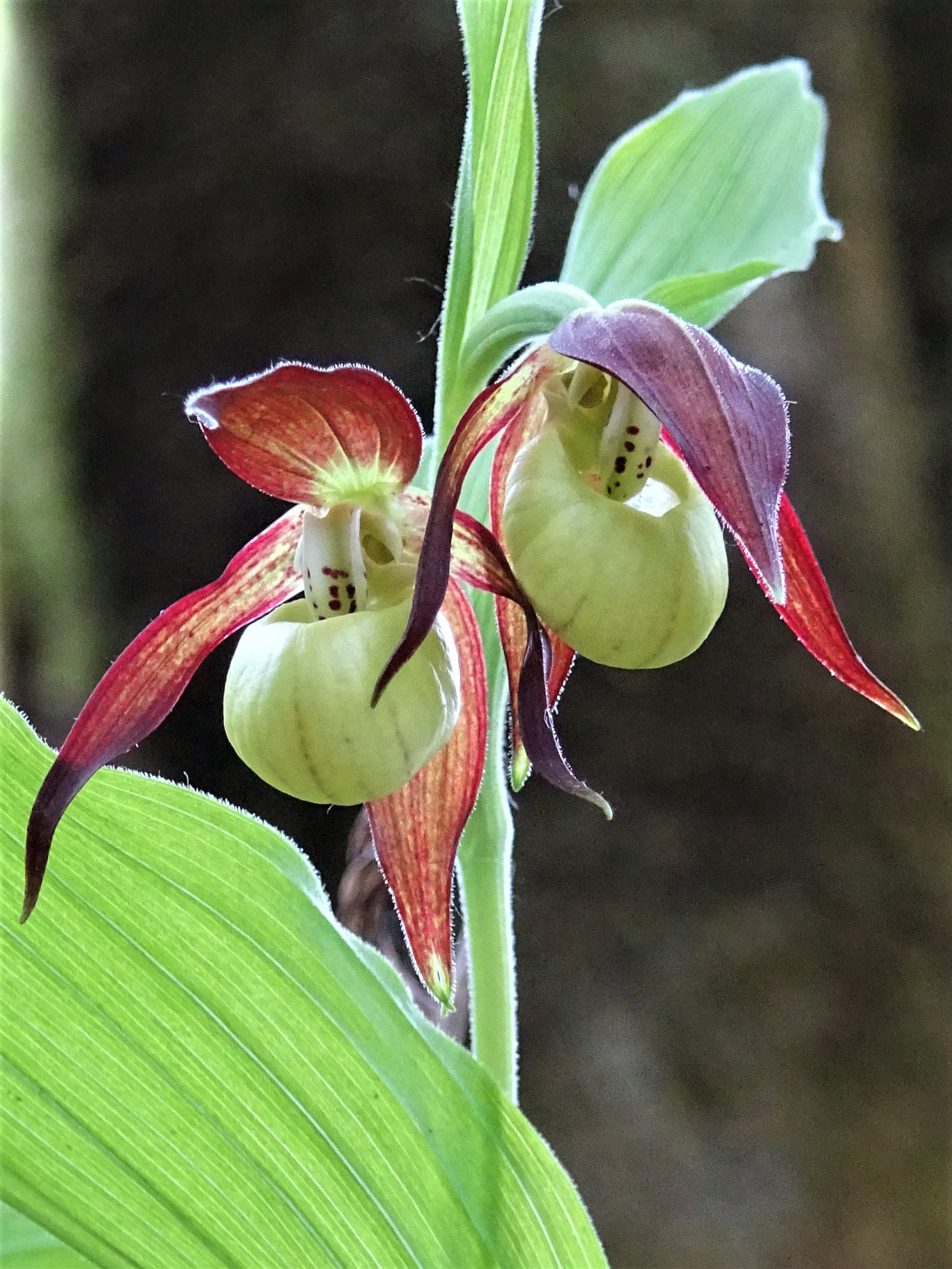 <i>Cypripedium calceolus</i>