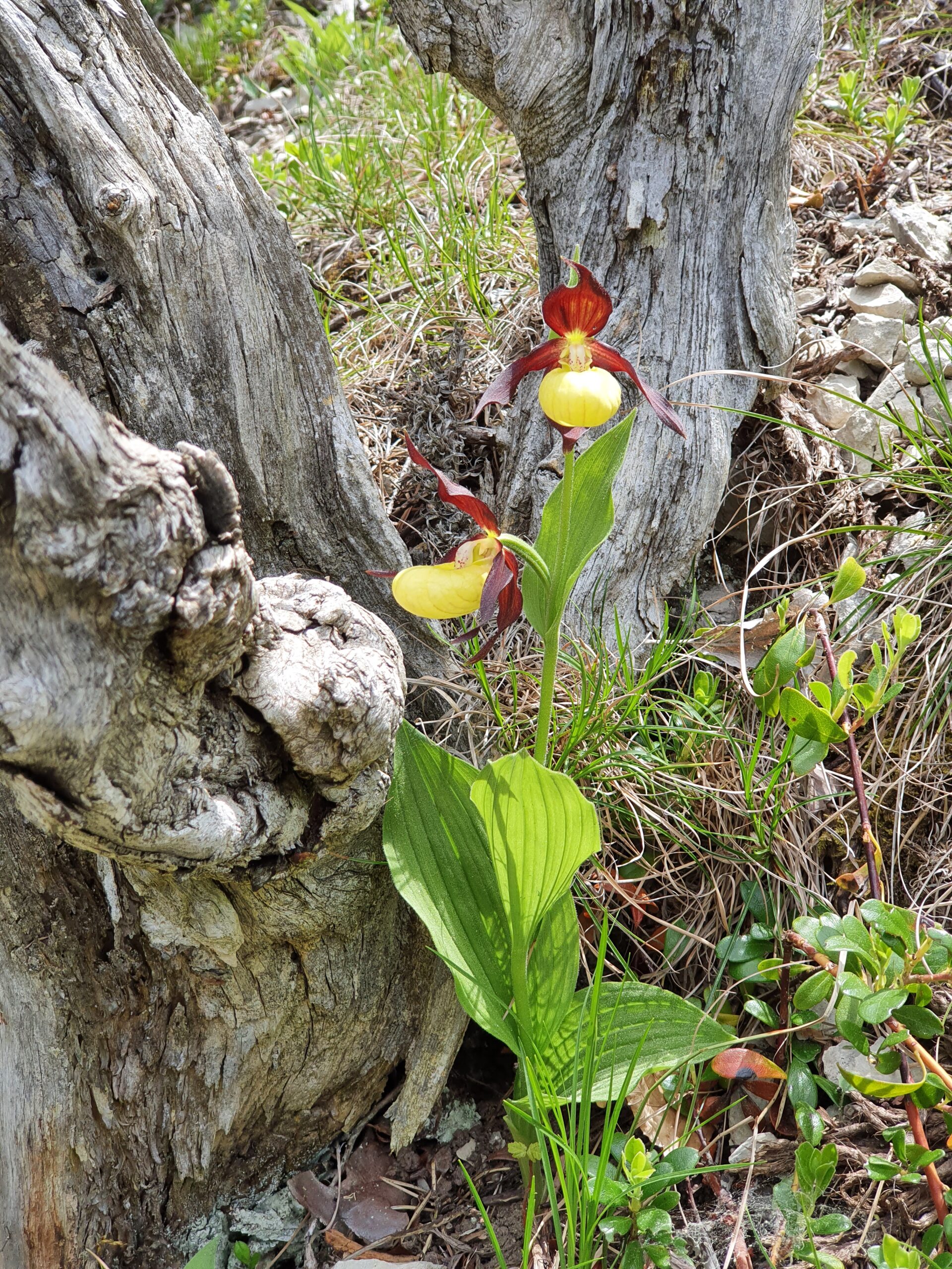 <i>Cypripedium calceolus</i>