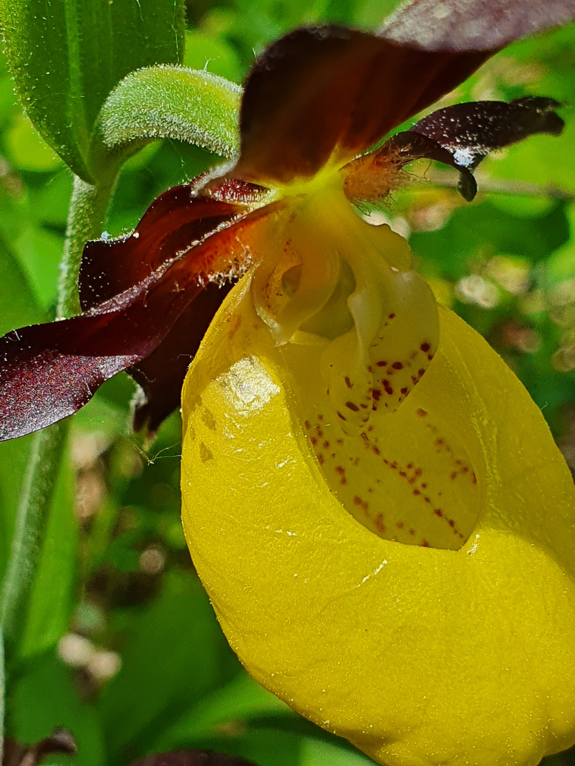 <i>Cypripedium calceolus</i>