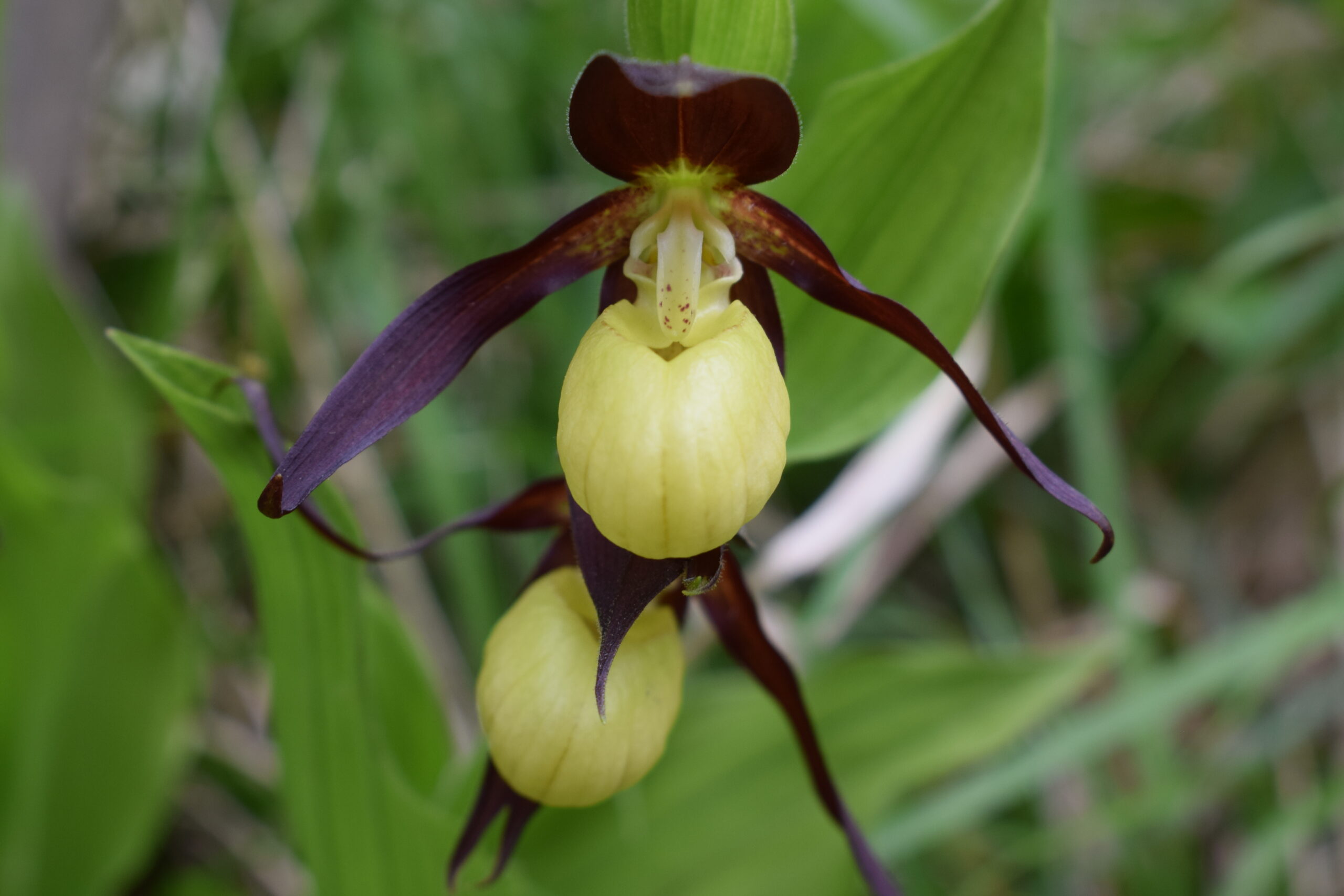 <i>Cypripedium calceolus</i>