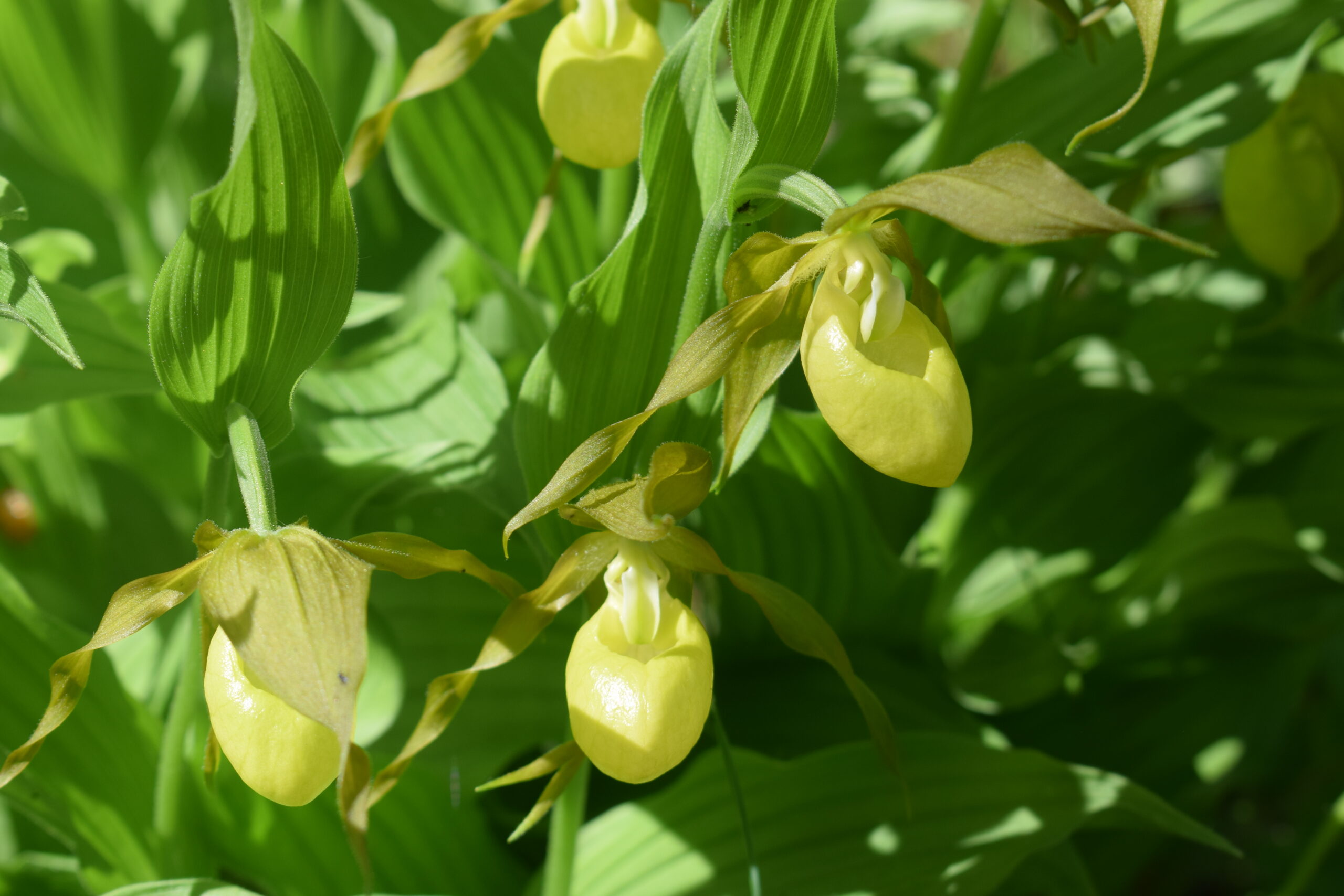 <i>Cypripedium calceolus</i>