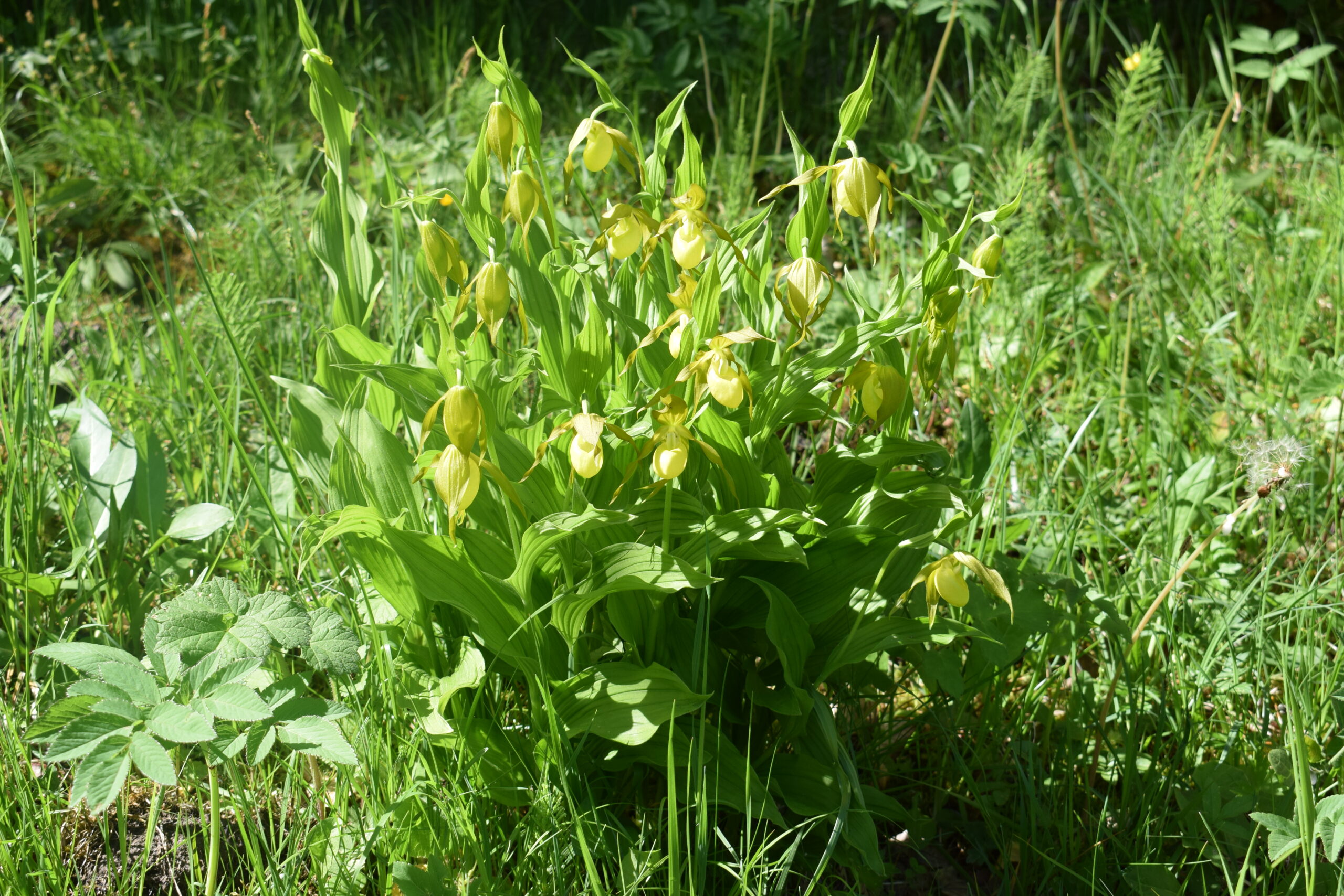 <i>Cypripedium calceolus</i>