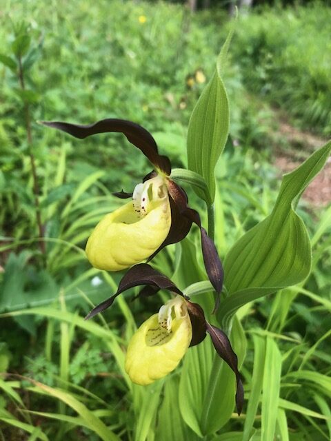 <i>Cypripedium calceolus</i>