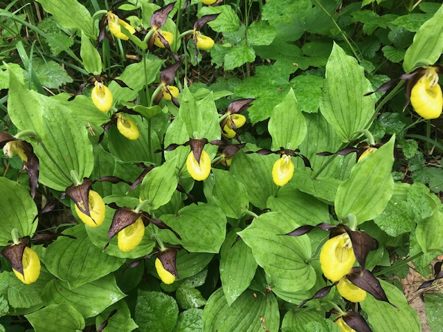 <i>Cypripedium calceolus</i>